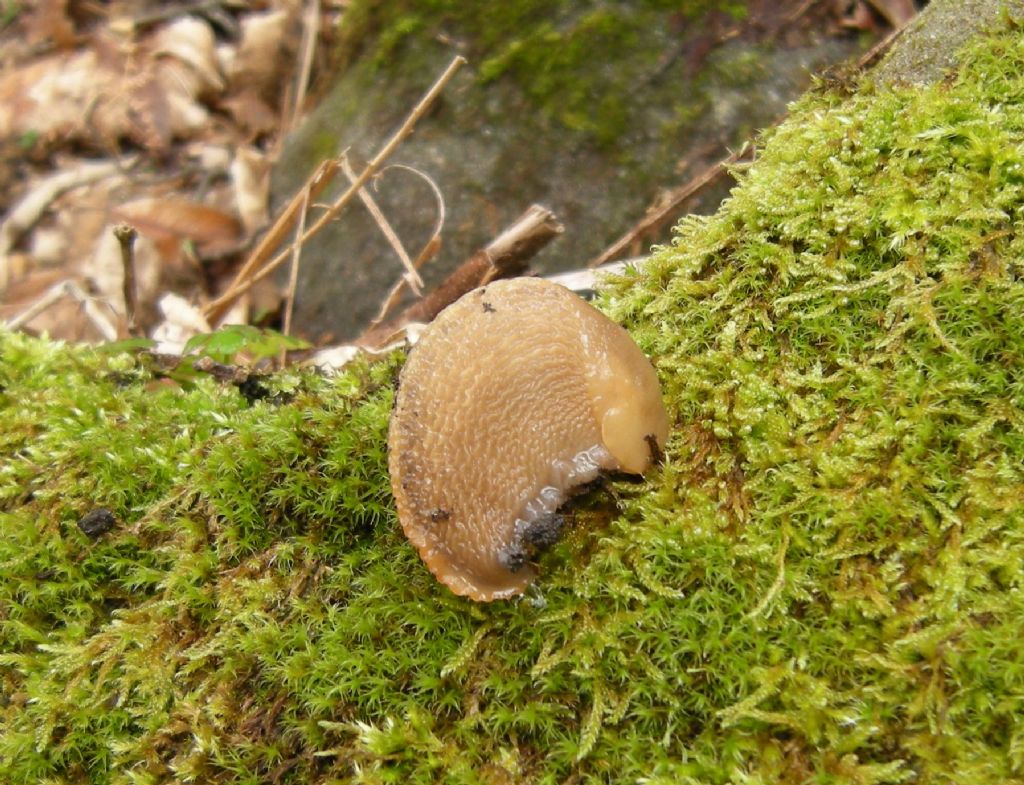 Limax tipo marradi? da Monte Giovi (FI)